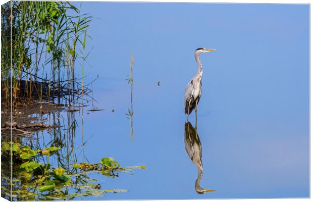 Grey Heron and Reed Bed Canvas Print by Arterra 