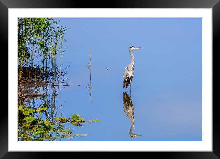 Grey Heron and Reed Bed Framed Mounted Print by Arterra 
