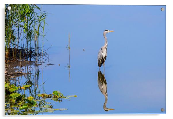 Grey Heron and Reed Bed Acrylic by Arterra 