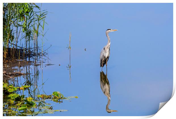 Grey Heron and Reed Bed Print by Arterra 
