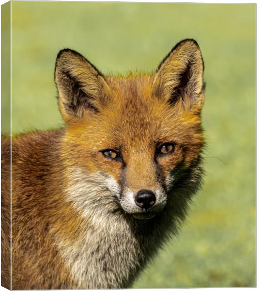 Red Fox. Canvas Print by Colin Allen