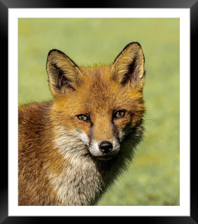 Red Fox. Framed Mounted Print by Colin Allen
