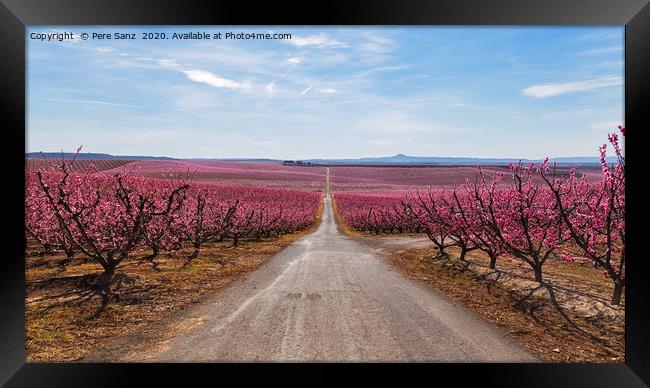 Peach Trees in Early Spring Blooming in Aitona, Ca Framed Print by Pere Sanz