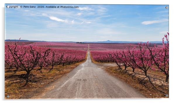 Peach Trees in Early Spring Blooming in Aitona, Ca Acrylic by Pere Sanz