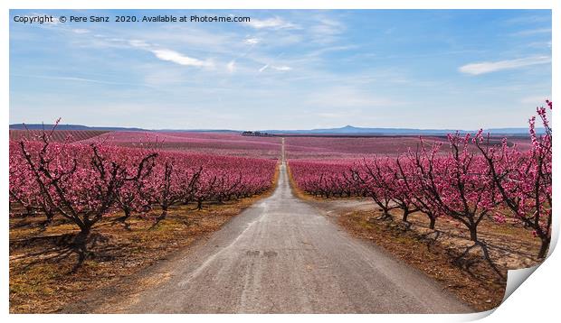 Peach Trees in Early Spring Blooming in Aitona, Ca Print by Pere Sanz