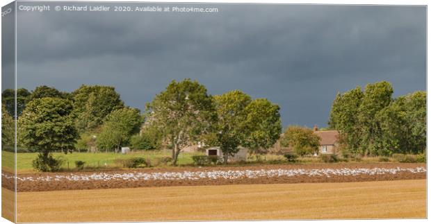 Ploughing Up The Seagulls Canvas Print by Richard Laidler