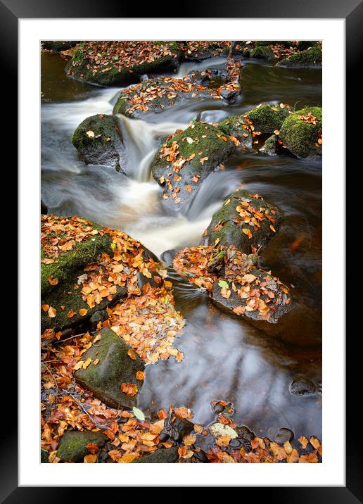Padley Gorge in Autumn                             Framed Mounted Print by Darren Galpin