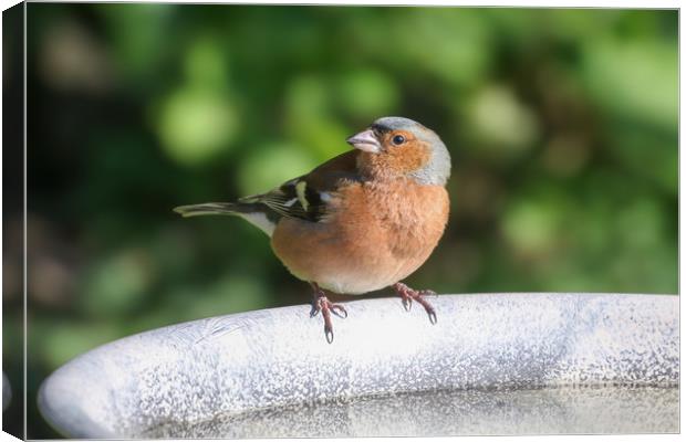 Chaffinch Canvas Print by Simon Marlow