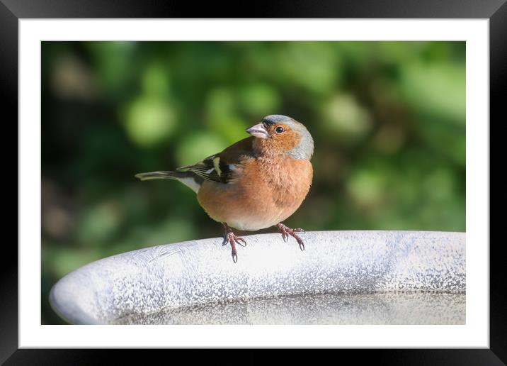Chaffinch Framed Mounted Print by Simon Marlow