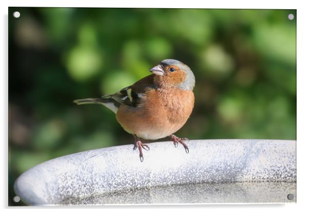 Chaffinch Acrylic by Simon Marlow