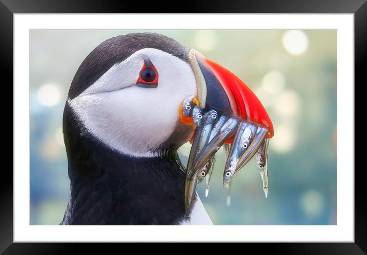 Majestic King of the Sea Framed Mounted Print by Simon Marlow