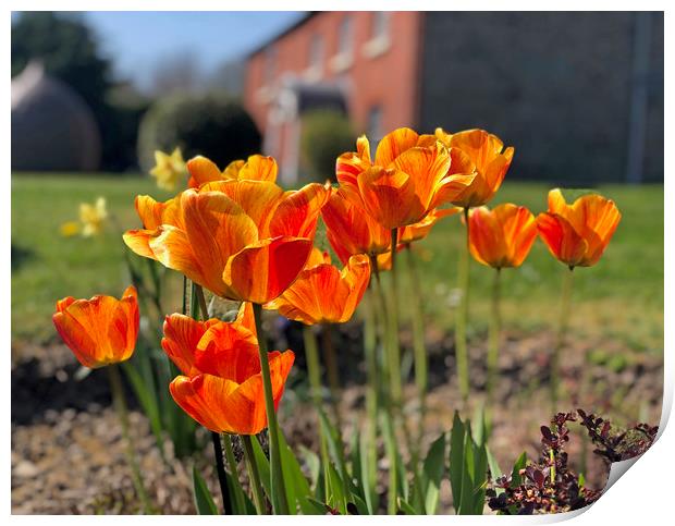 Beautiful display of Summer Tulips Print by Simon Marlow