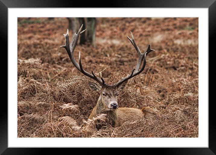 Majestic Stag in Autumn Ferns Framed Mounted Print by Simon Marlow