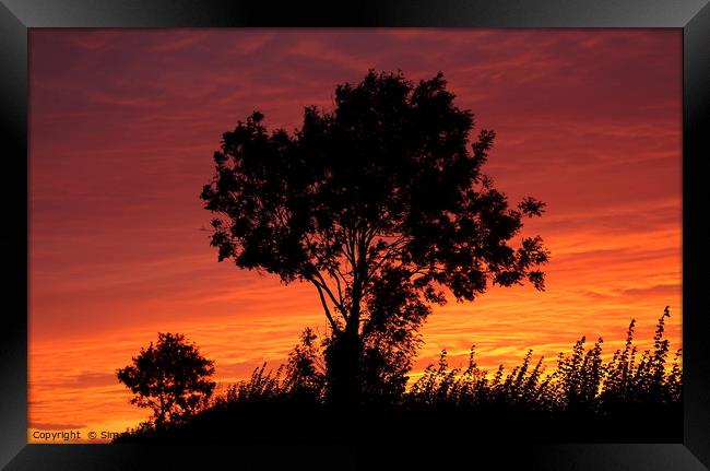 Sunset trees Framed Print by Simon Johnson