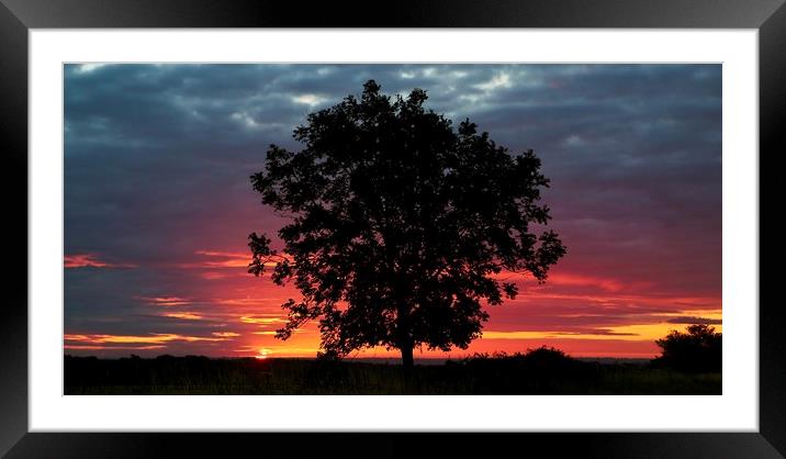Tree silhouette and sunrise Framed Mounted Print by Simon Johnson