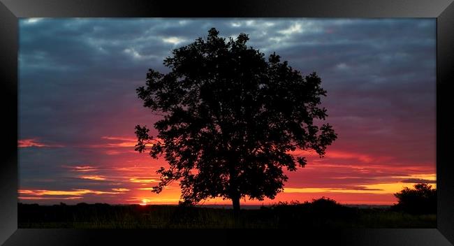 Tree silhouette and sunrise Framed Print by Simon Johnson
