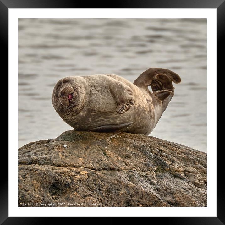 The Happy Seal -  Gruinard Bay Framed Mounted Print by mary spiteri