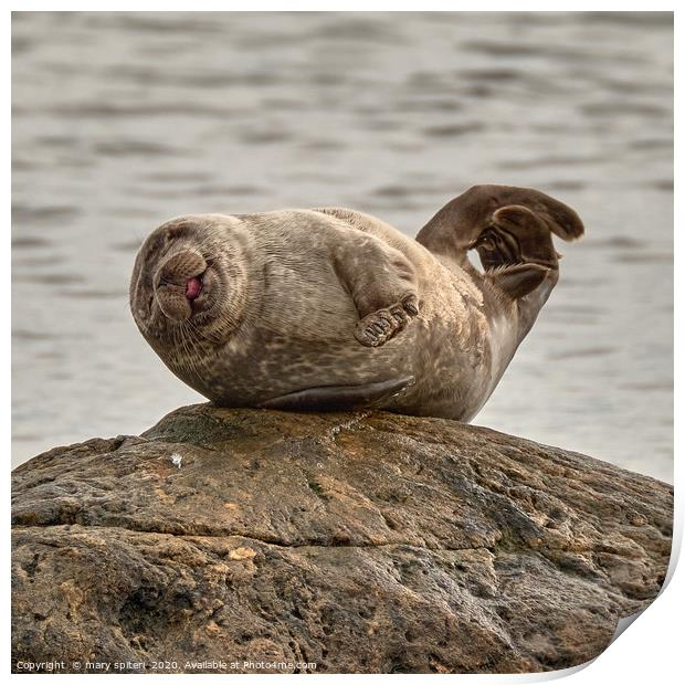 The Happy Seal -  Gruinard Bay Print by mary spiteri