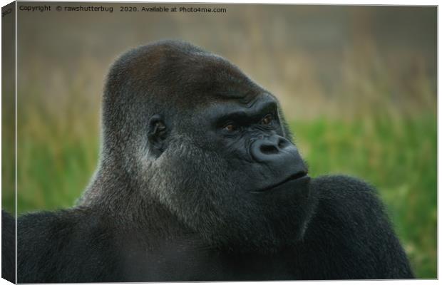 Oumbi The Silverback Canvas Print by rawshutterbug 