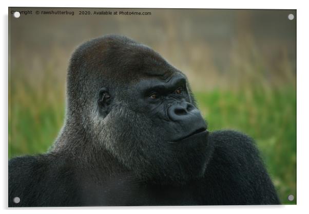 Oumbi The Silverback Acrylic by rawshutterbug 