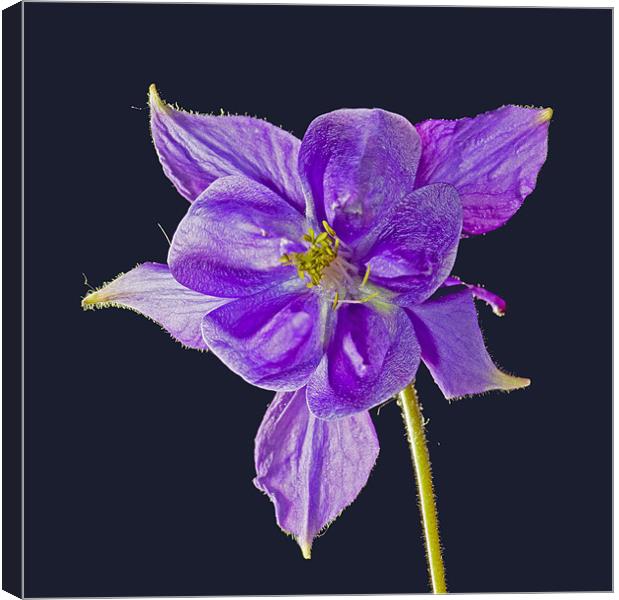 Blue bloom (aquilegia) Canvas Print by Pete Hemington