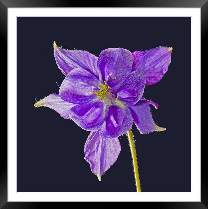 Blue bloom (aquilegia) Framed Mounted Print by Pete Hemington