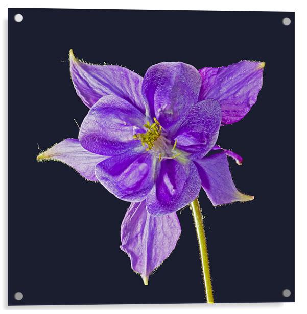 Blue bloom (aquilegia) Acrylic by Pete Hemington