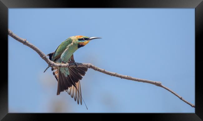 Stretch those wings Framed Print by Pete Evans