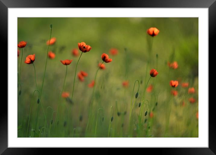 Wild poppies Framed Mounted Print by Dmitriy Sokhin