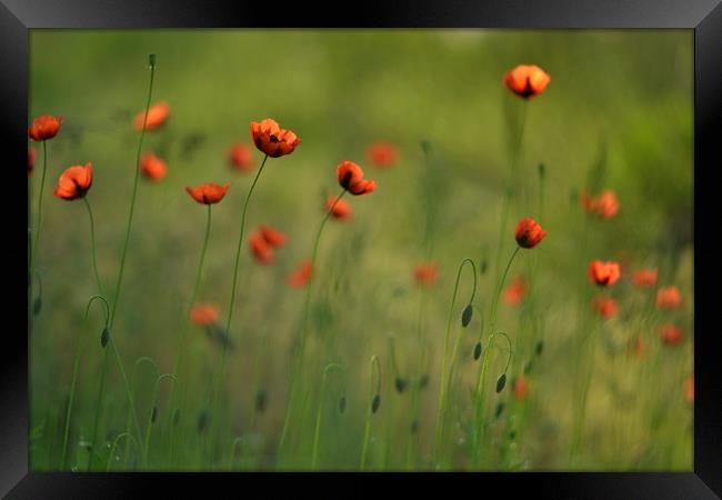 Wild poppies Framed Print by Dmitriy Sokhin