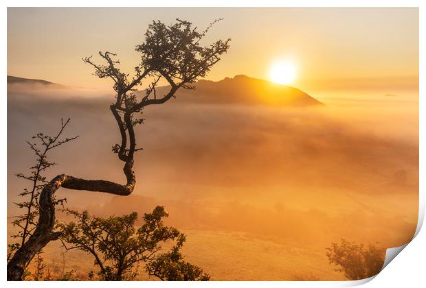 The twisted Hawthorn & Chrome Hill Print by John Finney