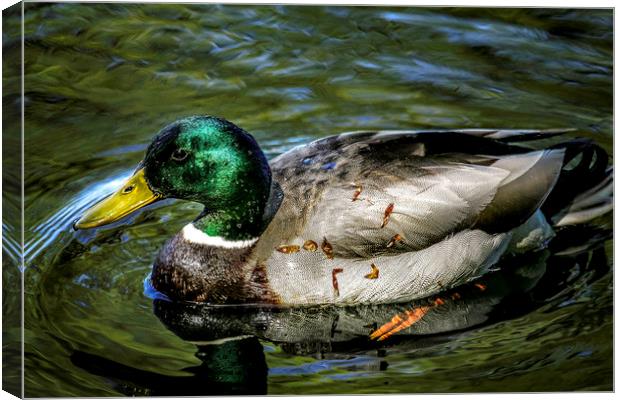 Majestic Mallard Canvas Print by Don Nealon