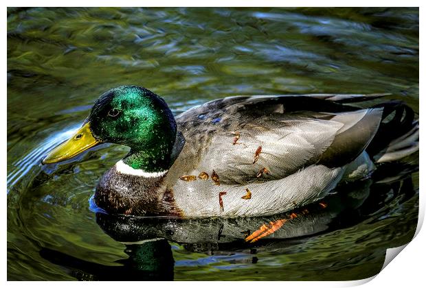 Majestic Mallard Print by Don Nealon