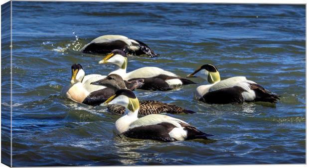 Guardian of the Eider Duck Canvas Print by Don Nealon