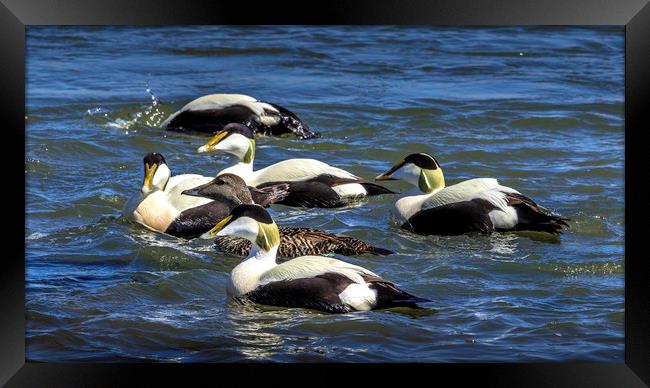Guardian of the Eider Duck Framed Print by Don Nealon