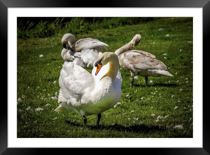 Majestic Swans Preening Framed Mounted Print by Don Nealon