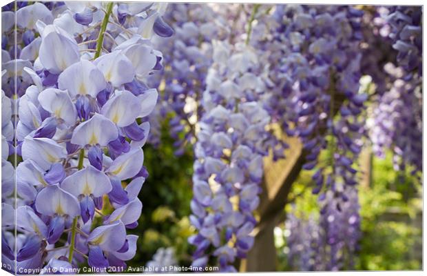 Wisteria Canvas Print by Danny Callcut