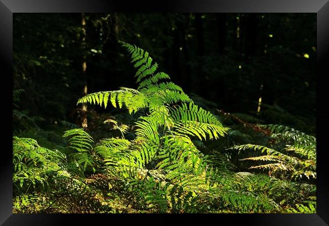 Sunlit fern Framed Print by Simon Johnson