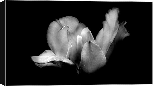 Patricia's Tulip in Black and White Canvas Print by Samantha Higgs