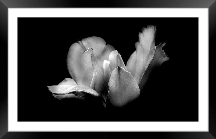 Patricia's Tulip in Black and White Framed Mounted Print by Samantha Higgs