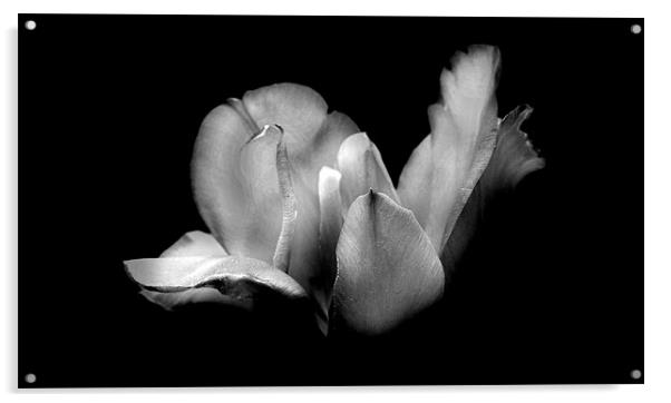 Patricia's Tulip in Black and White Acrylic by Samantha Higgs