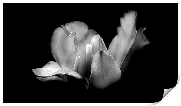 Patricia's Tulip in Black and White Print by Samantha Higgs