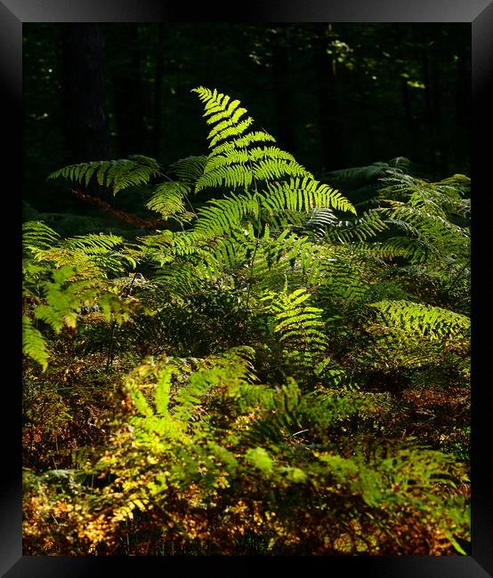 sunlit fern Framed Print by Simon Johnson