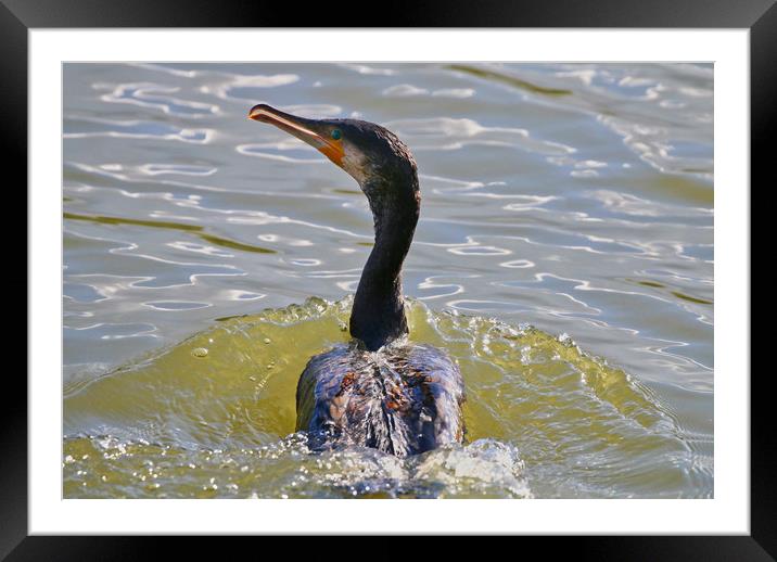 Close up of a Cormorant swimming through the water Framed Mounted Print by Simon Marlow