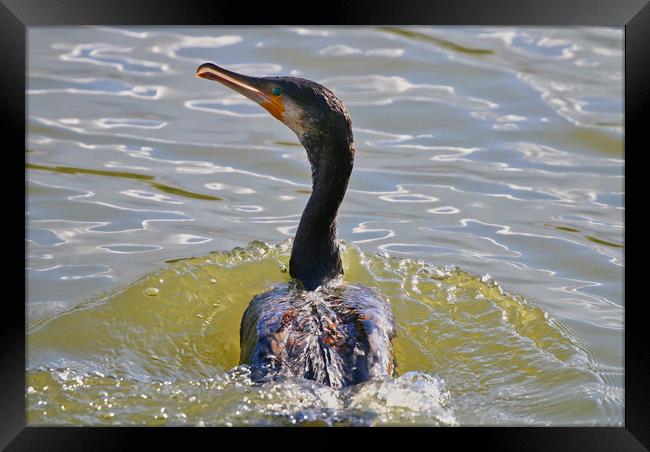 Close up of a Cormorant swimming through the water Framed Print by Simon Marlow
