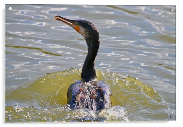 Close up of a Cormorant swimming through the water Acrylic by Simon Marlow