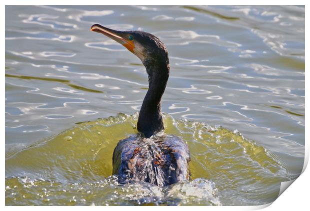 Close up of a Cormorant swimming through the water Print by Simon Marlow