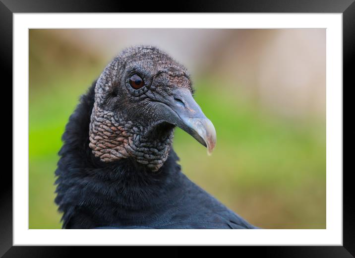 Majestic Vulture Stares Into Your Soul Framed Mounted Print by Simon Marlow