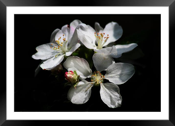 Blossom Framed Mounted Print by Samantha Higgs