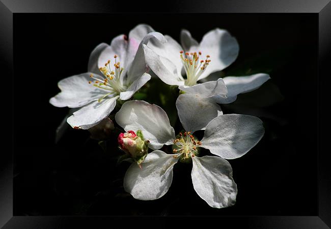 Blossom Framed Print by Samantha Higgs